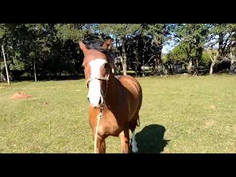 PAÑUELO DO CAPÃO REDONDO