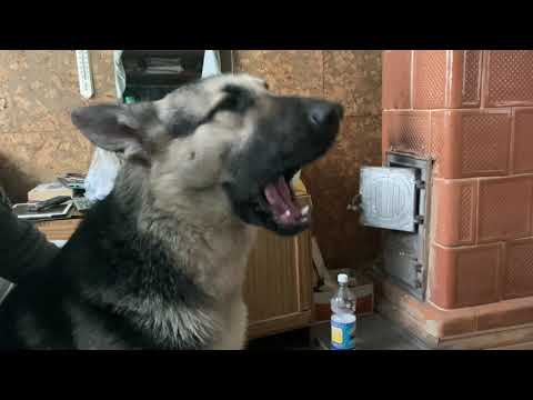 НАША ЛЮБИМАЯ ПЕВИЦА ГЕРА . Восточноевропейская овчарка  .