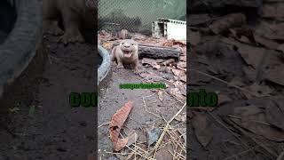 Un juego inocente puede cambiar el destino de la vida silves