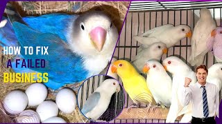 All Lovebirds Mutation Breeding Setup