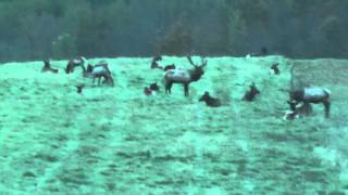preview picture of video 'Elk on Winslow Hill near Benezette, PA'