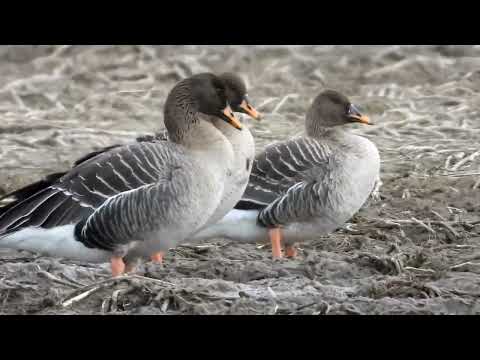 Keväiset metsähanhet