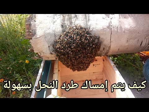 , title : 'كيف يتم مسك طرد النحل بسهولة'