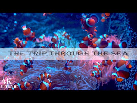 THROUGH THE SEA: 4K Underwater Journey for Calm, Learning, and Meditation