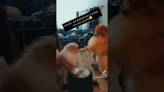 orquesta de perros