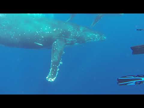 5 BG 2017 09 27 HBW CowCalf GroupAwesome 136