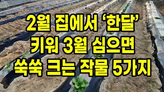2월 집에서 30일 키워 3월 심으면 몰라보게 쑥쑥 자라는 작물 5가지 비싸게 모종구입하지 마세요