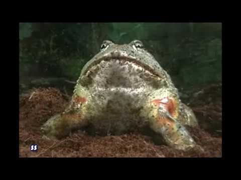 World First real life Yogg-Saron footage!