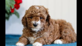 Video preview image #1 Goldendoodle (Miniature) Puppy For Sale in EAST EARL, PA, USA