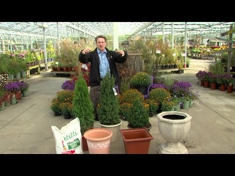 download lagu mp3 mp4 Evergreen Plants For Pots, download lagu Evergreen Plants For Pots gratis, unduh video klip Evergreen Plants For Pots