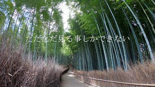【旅動画】京都の竹林の小径は最高だった。
