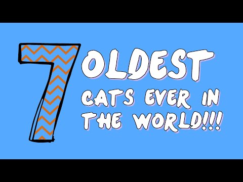 7 Oldest Cats Ever in the World