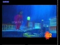 Fish On Bhanu Priya Navel Flv