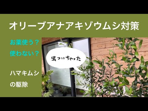 園芸 オリーブの木の害虫