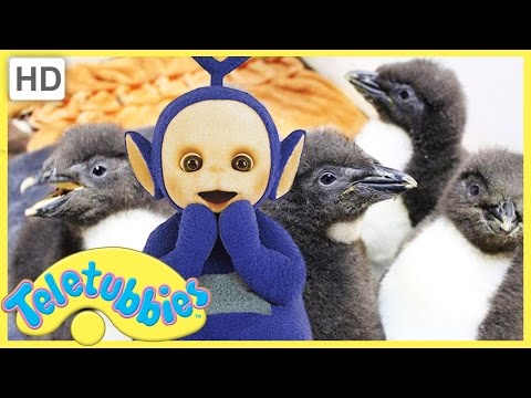 Teletubbies English Episodes - Feeding Baby Penguins ★ Full Episode 243