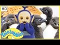 Teletubbies English Episodes Feeding Baby Penguins Full Episode 243