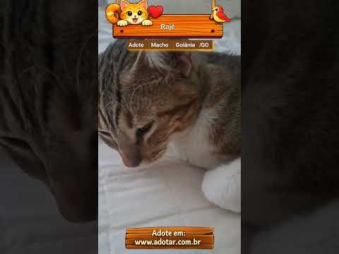 Vídeo de Rajé