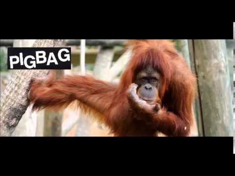 PigBag - Orangutango - 1981