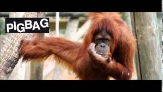 PigBag - Orangutango - 1981