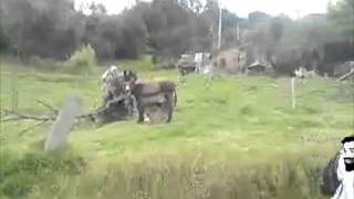 preview picture of video 'el encantador de burros ubate'