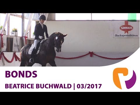 Bonds | Siegerhengst OL Körung 2016