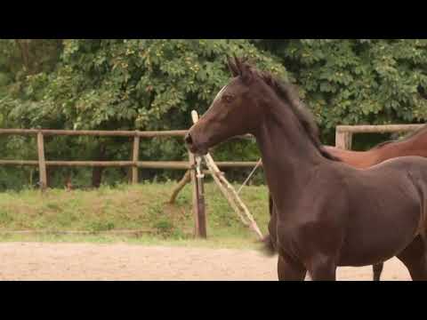 Cortina (Cornet Obolensky x Calido)