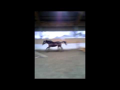 Mare by Armand xx *2012