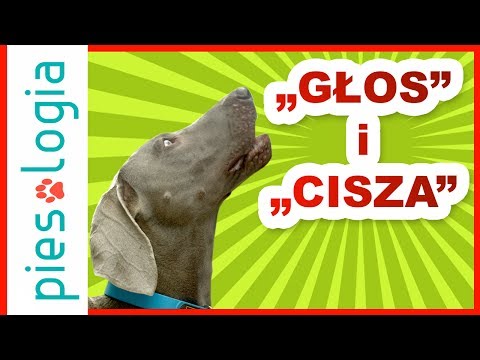 Jak nauczyć psa sztuczek "daj głos" oraz "cisza"?