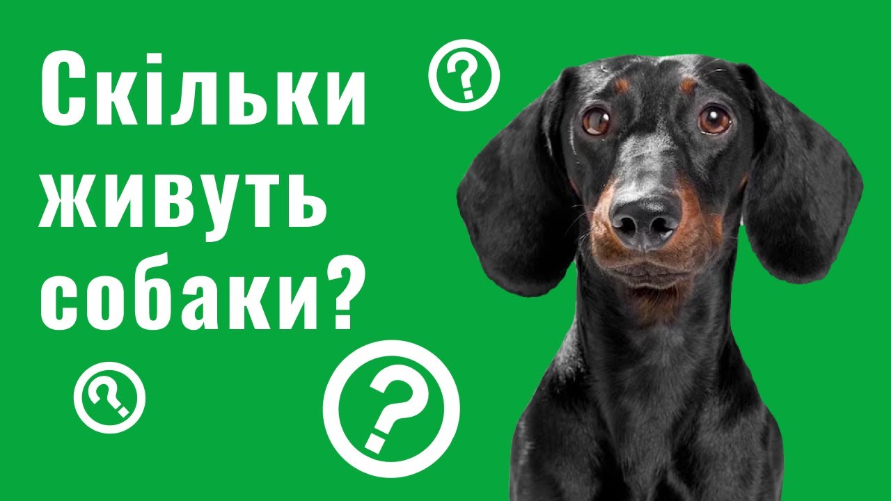 YouTube video preview