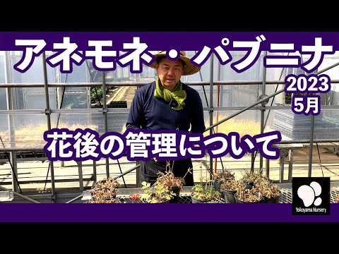 秋のアネモネの切り方:遅咲きの人にはこれが必要 トピックス