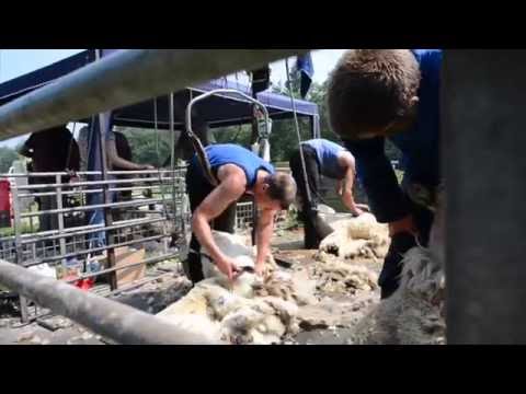 Schaap & Scheer Festijn Kapellerput