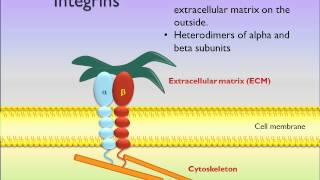 Integrins - Integrin Protein Structure Explained