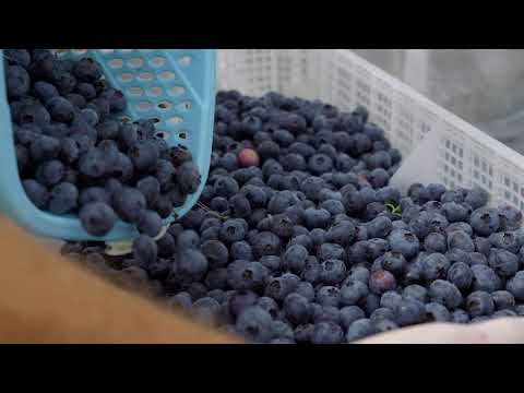 Prezentare Plantatii Afin - Prosoltec Srl