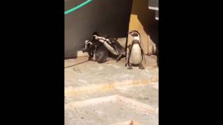 when a penguin gets caught cheating