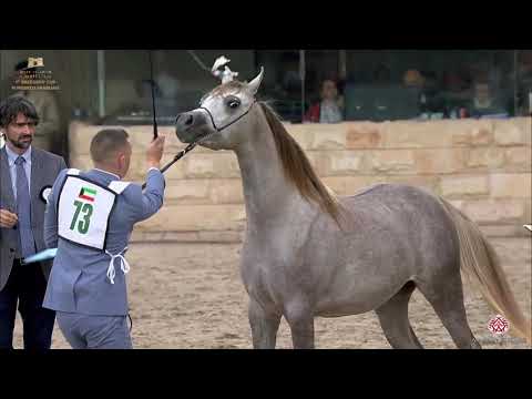 N 73 DHARI AL WARD   The Breeders Cup   Kuwait 2020   Straight Egyptians   Yearling Colts Class 2A