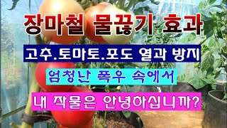 [텃밭농부 1,998]  장마철 물끊기 효과. 엄청난 폭우속에서 내 작물들은 안녕하십니까? #물끊기