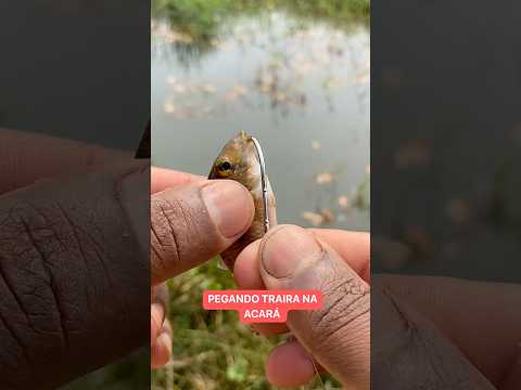 Isca viva de Acará para traíra