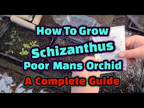 , title : 'How to grow Schizanthus / Poor Mans Orchid  a complete guide