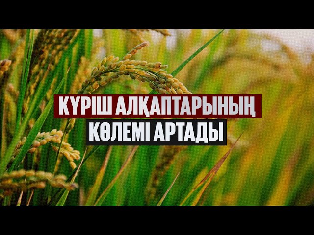 Күріш алқаптарының көлемі артады