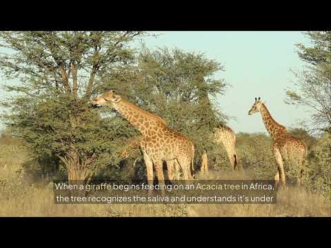 The Secret Language of Trees🌳
