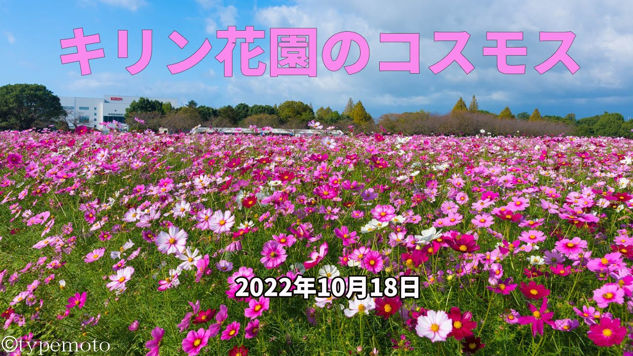キリン花園コスモスフェスタの開花状況解説YouTube動画