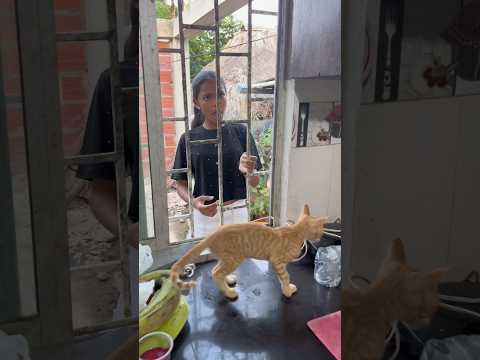 Otra vez mi gato en problemas #humor #family #comedia