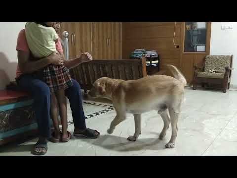 Tyson ( dog) reaction