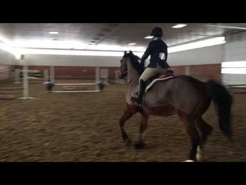 Hudson 2012 KWPN NA Ikoon x Calvados