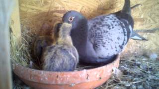 Double Trouble, Pigeon feeding babies
