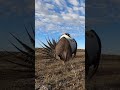 Male Greater Sage-Grouse #wildlife