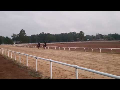 Most Essential by Essential Quality - Dixie Serenade outside Grassroots Training Center January 24