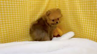 ポメラニアンの動画01