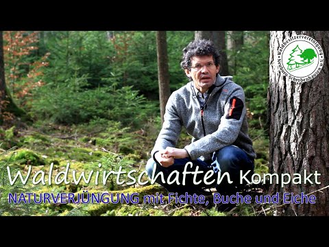 Waldwirtschaften Kompakt - NATURVERJÜNGUNG mit Fichte, Buche und Eiche