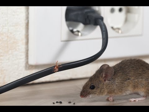 TechTalk: All About Rodents